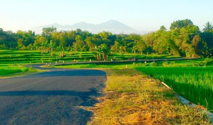 Pedek Homestay *